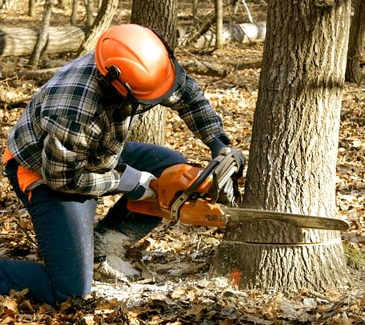 Tree Removal in Devol, OK